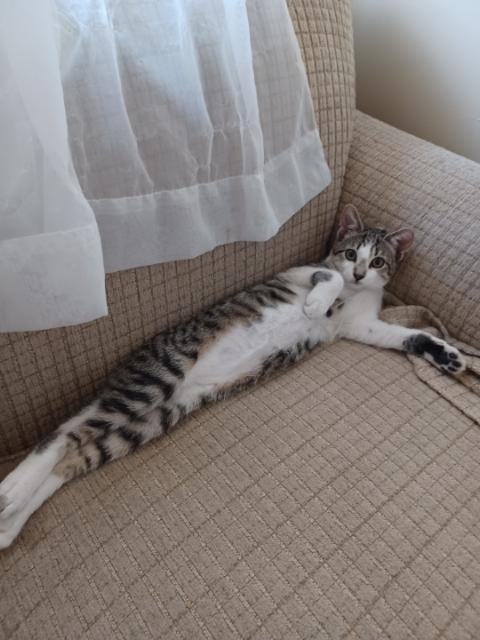 Fianna, a Adoptable Tabby in Orange, CA image 2/3