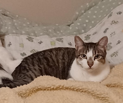 Fianna, a Adoptable Tabby in Orange, CA image 3/3