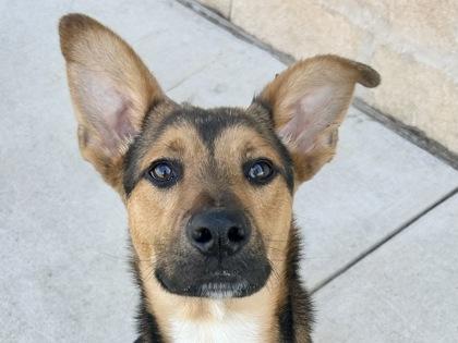 Daniel, an adopted Mixed Breed in Georgetown, TX image 1/2