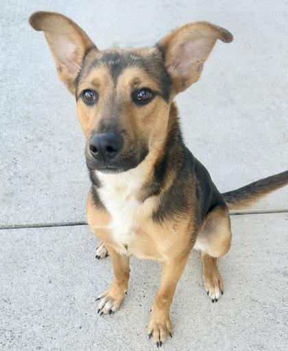 Daniel, an adopted Mixed Breed in Georgetown, TX image 2/2