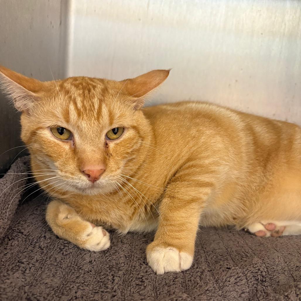 Enlarge Cayenne, a Adoptable American Shorthair in Englewood, FL image 1/1