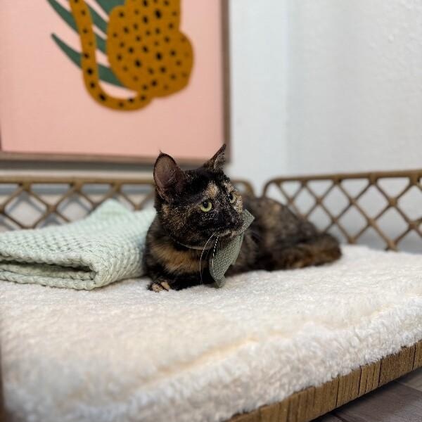 Princess — thumbnail 3