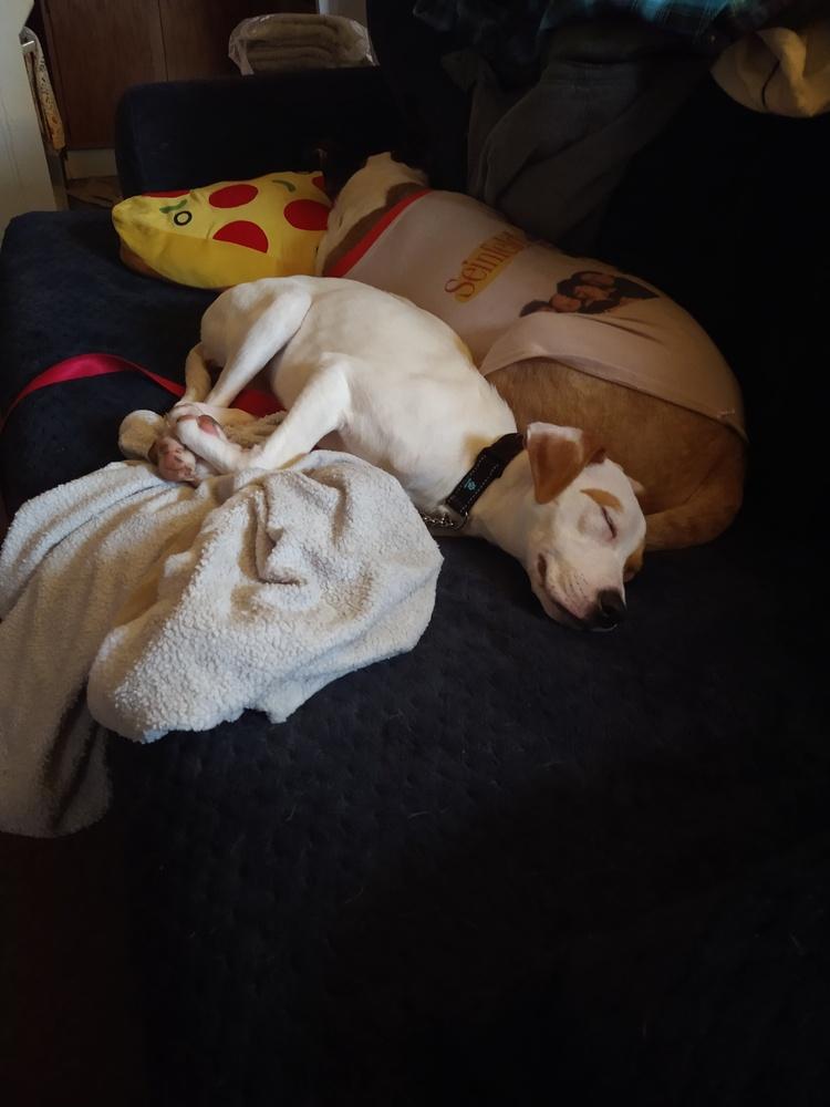 Enlarge Melly, a Adoptable mixed breed in Saginaw, MI image 1/6