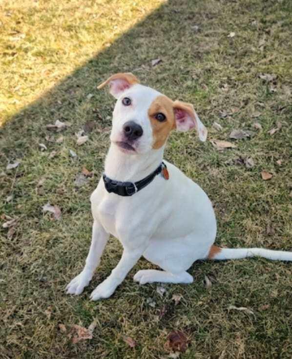 Enlarge Melly, a Adoptable mixed breed in Saginaw, MI image 2/6