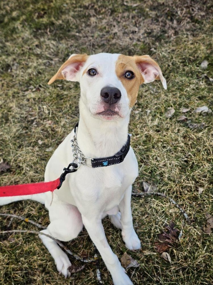 Enlarge Melly, a Adoptable mixed breed in Saginaw, MI image 3/6