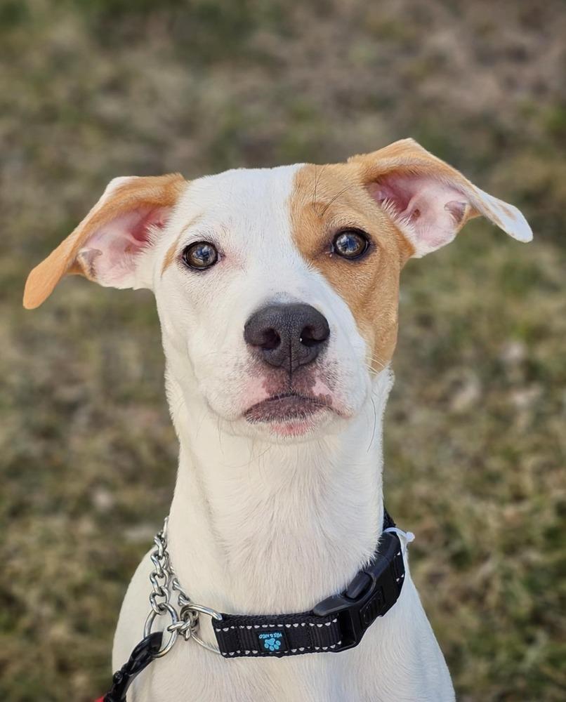 Enlarge Melly, a Adoptable mixed breed in Saginaw, MI image 4/6