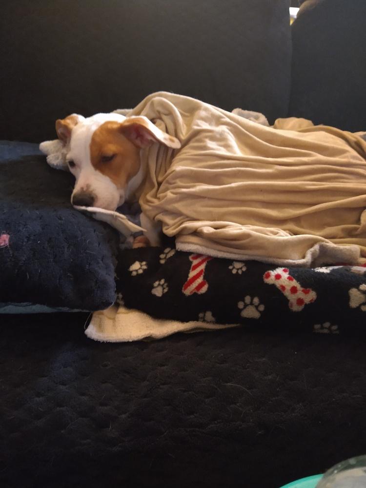 Enlarge Melly, a Adoptable mixed breed in Saginaw, MI image 5/6