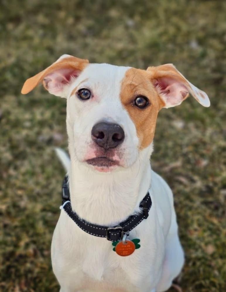 Enlarge Melly, a Adoptable mixed breed in Saginaw, MI image 6/6