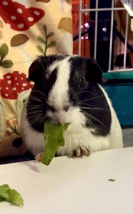Enlarge Bob & Marley, a Adoptable Guinea Pig in Tonawanda, NY image 3/3