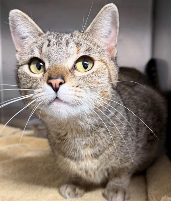 Enlarge FLORENCE, a Adoptable Domestic Short Hair in Augusta, GA image 1/1