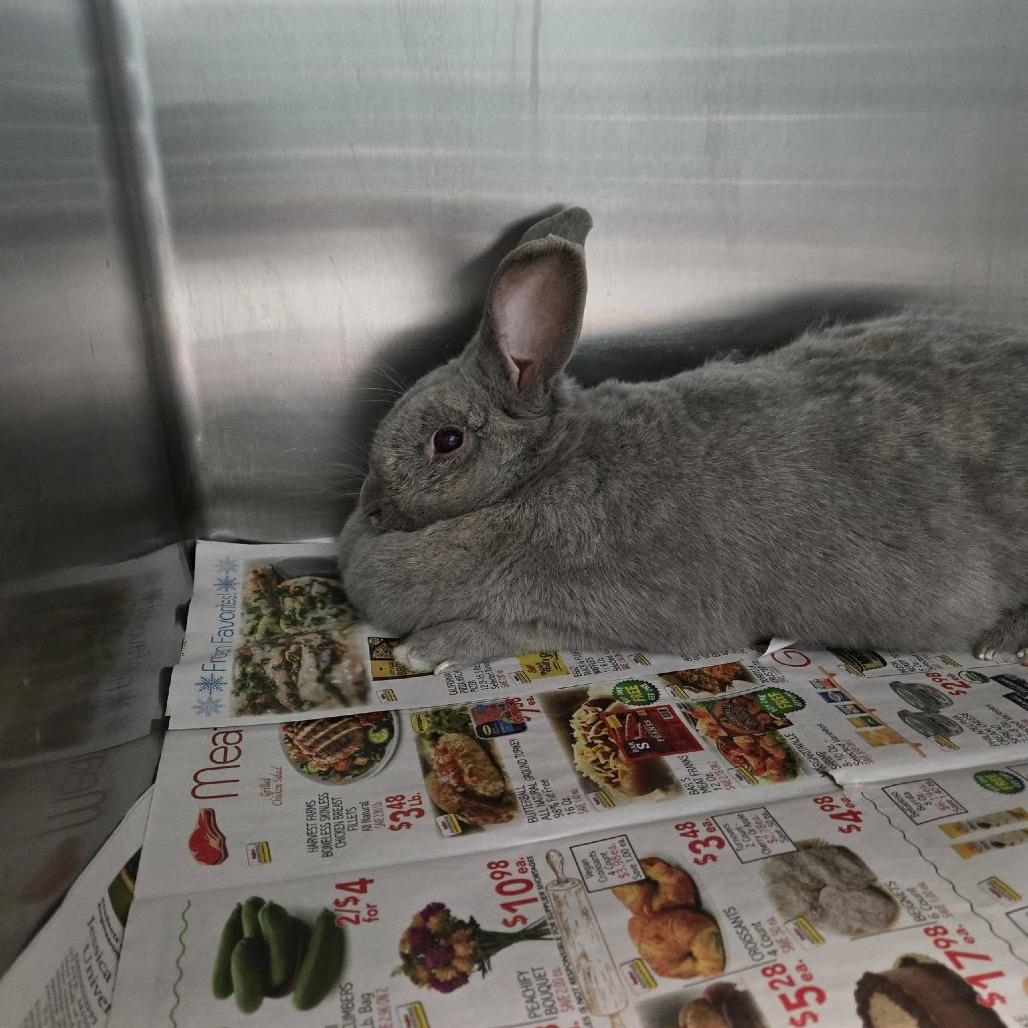Enlarge Tuscaloosa, a Adoptable Silver Fox in Spruce Pine, NC image 1/1