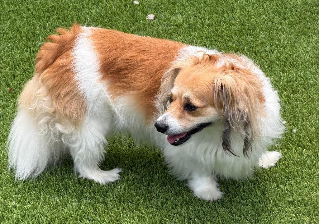 Lola, adopted, Young Female Papillon & Cavalier King Charles Spaniel.