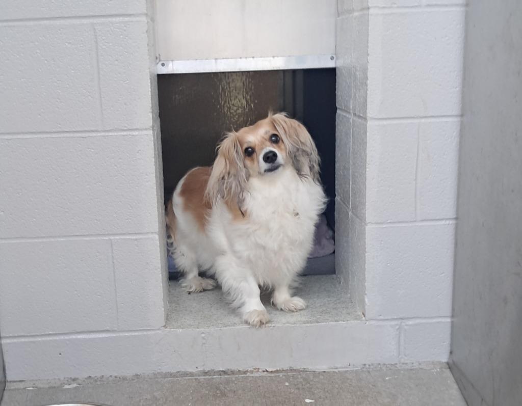 Lola, an adopted mixed breed in Frankfort, KY image 2/2