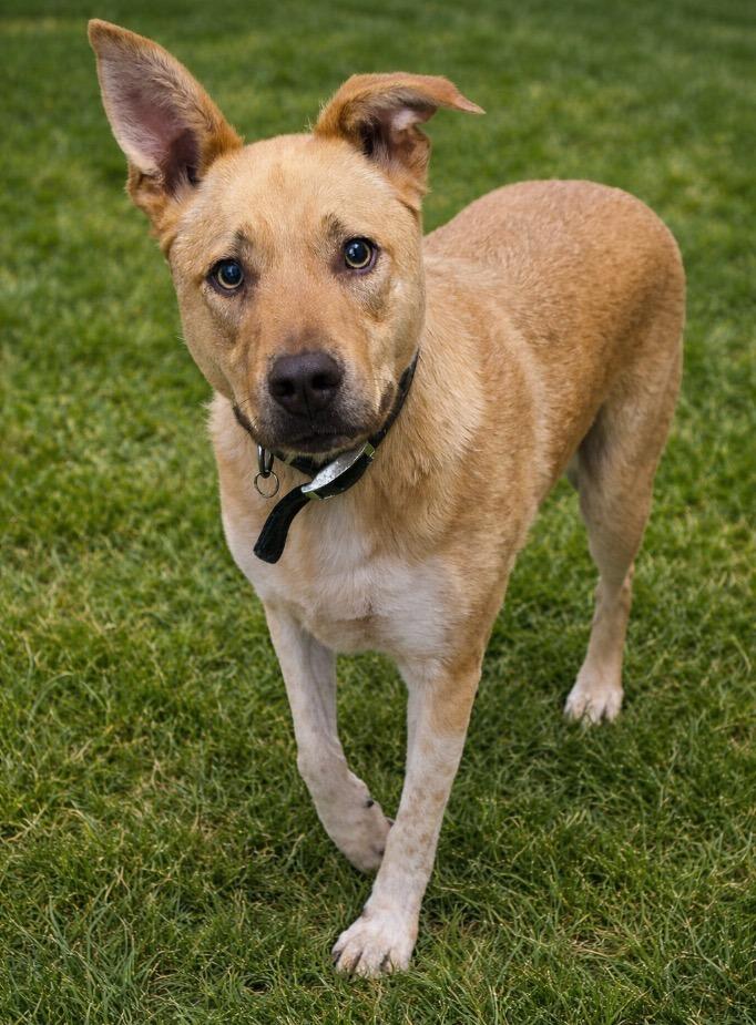 Enlarge Bear, a ADOPTABLE mixed breed in Saint George, UT image 1/1
