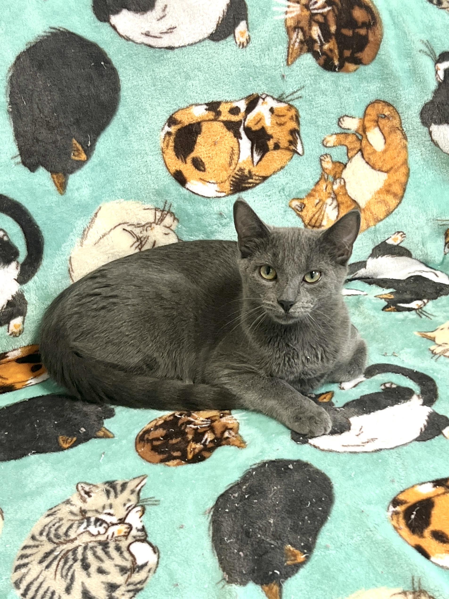 Riley, Adoptable, Kitten Male Domestic Short Hair.