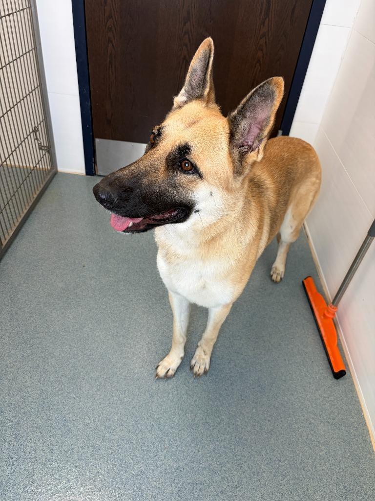Riah, Adopted, Young Female Shepherd.