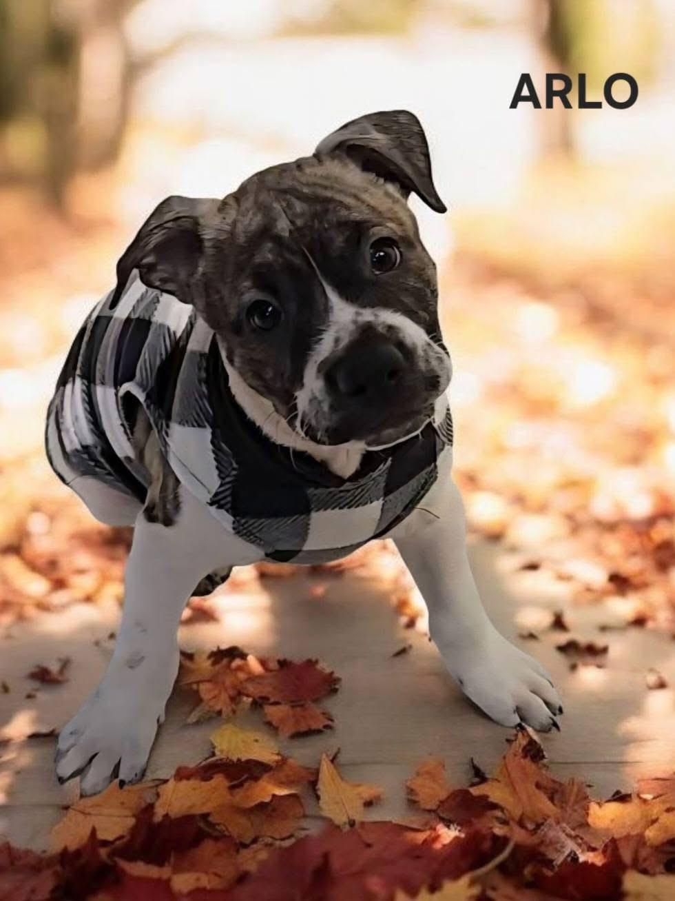 Enlarge Arlo! Gorgeous boy!, a Adoptable mixed breed in RUSSIAVILLE, IN image 1/3