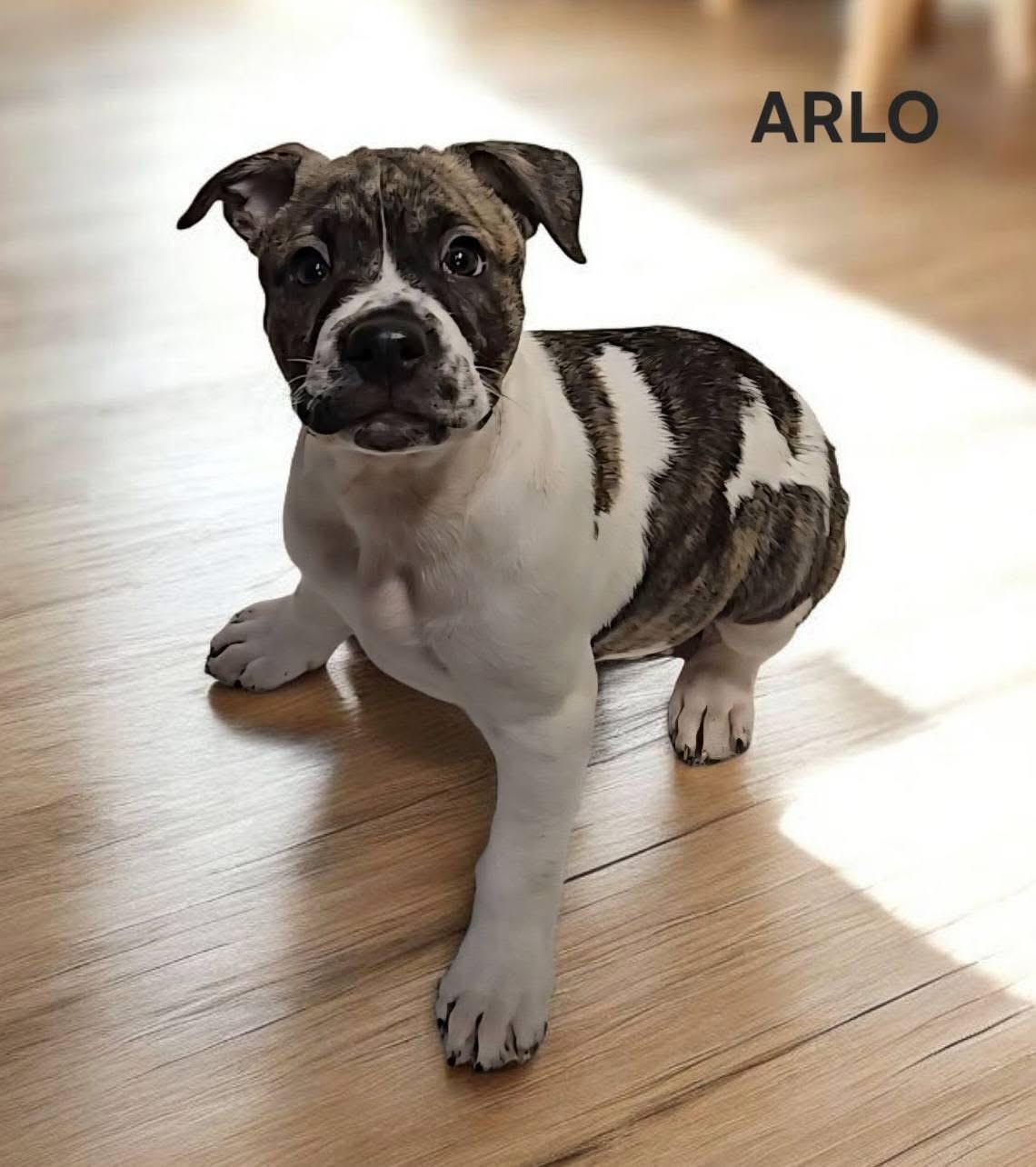 Enlarge Arlo! Gorgeous boy!, a Adoptable mixed breed in RUSSIAVILLE, IN image 2/3