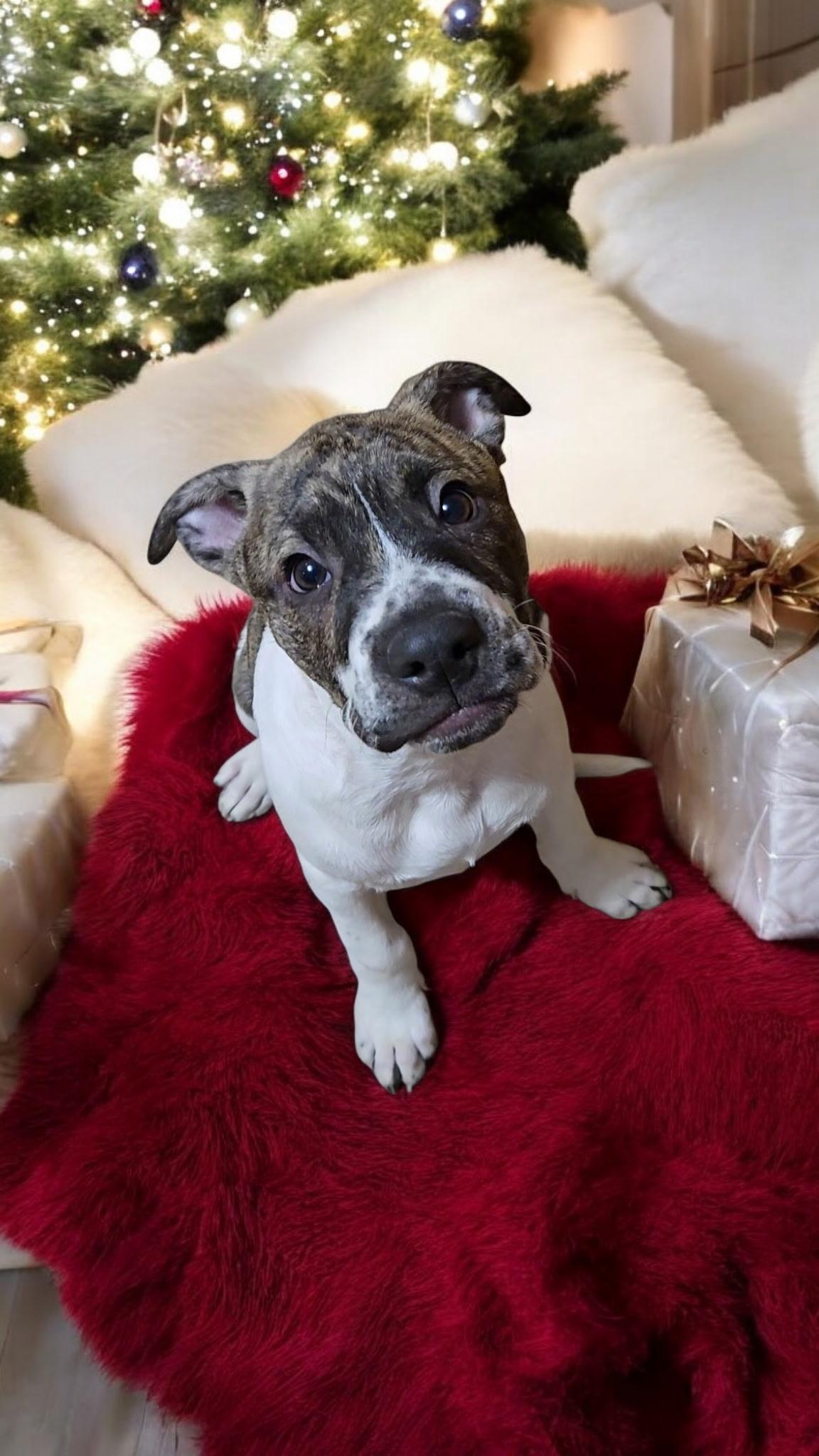 Enlarge Arlo! Gorgeous boy!, a Adoptable mixed breed in RUSSIAVILLE, IN image 3/3