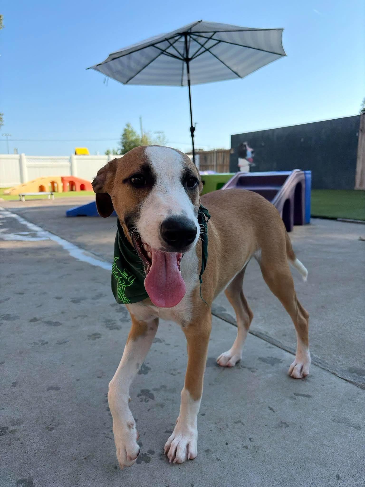 Enlarge Baylor, a Adoptable Mixed Breed in Northwood, NH image 4/5