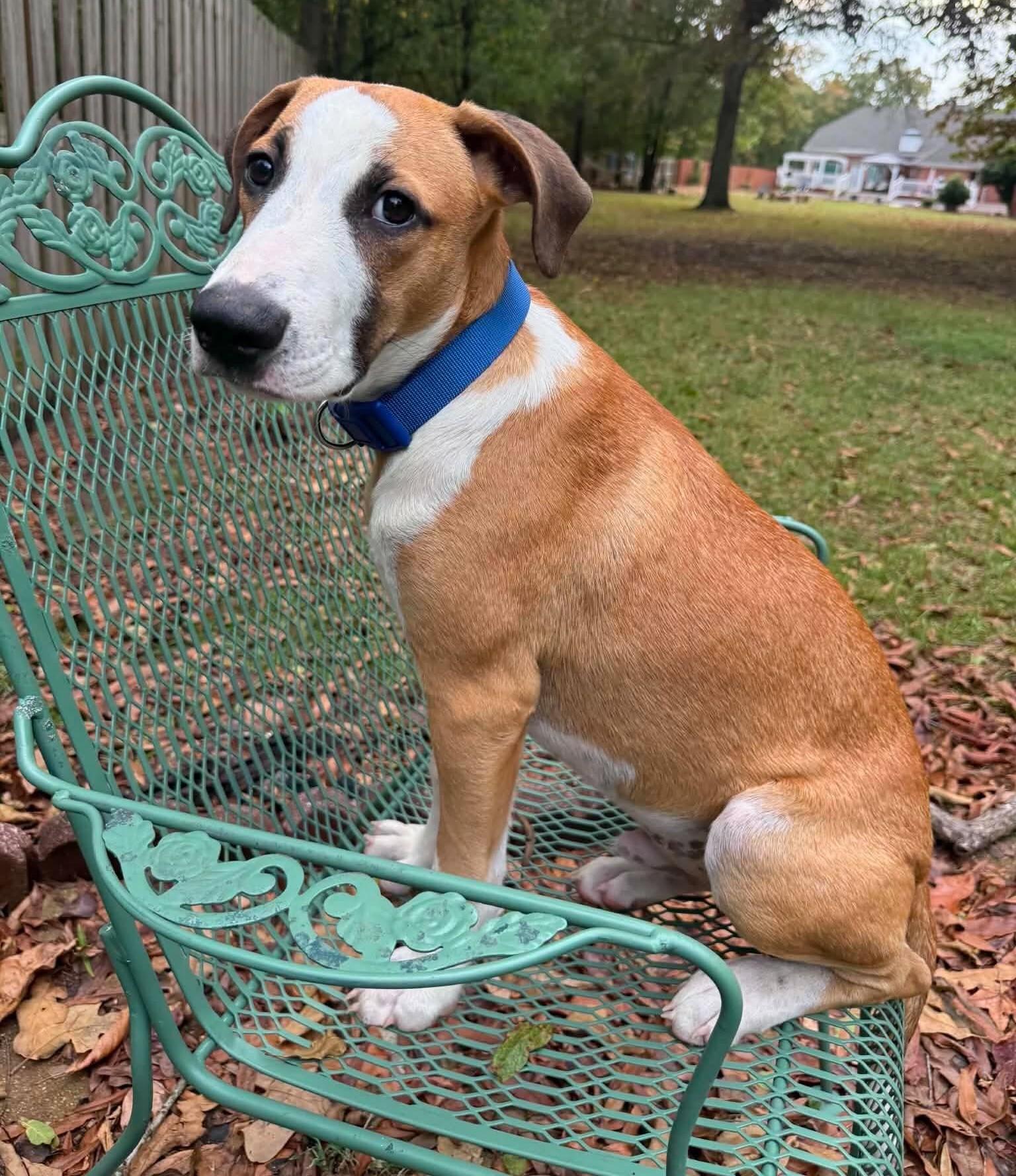 Enlarge Baylor, a Adoptable Mixed Breed in Northwood, NH image 3/5