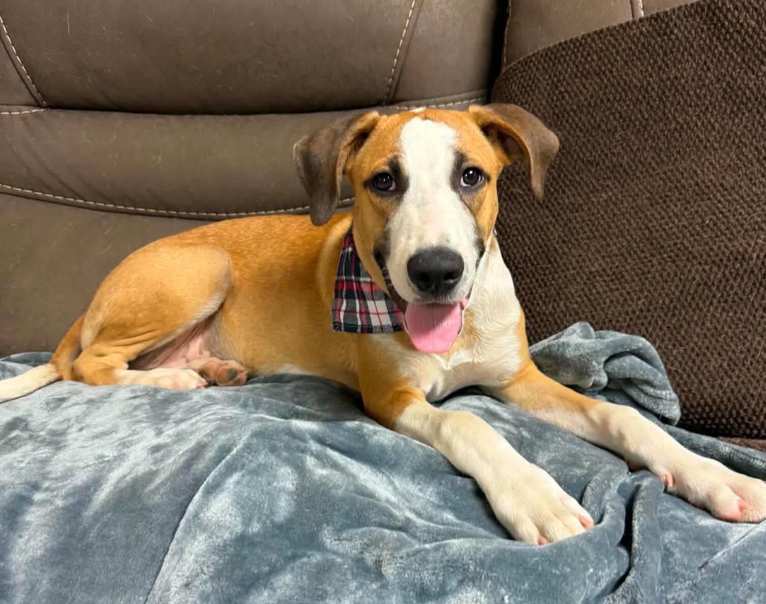 Enlarge Baylor, a Adoptable Mixed Breed in Northwood, NH image 2/5