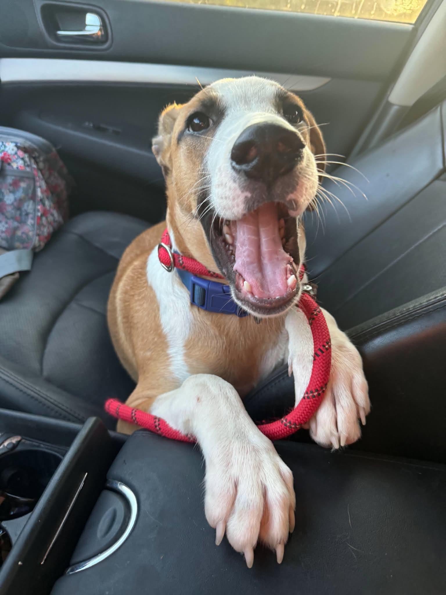 Baylor, Adoptable, Puppy Male Mixed Breed.