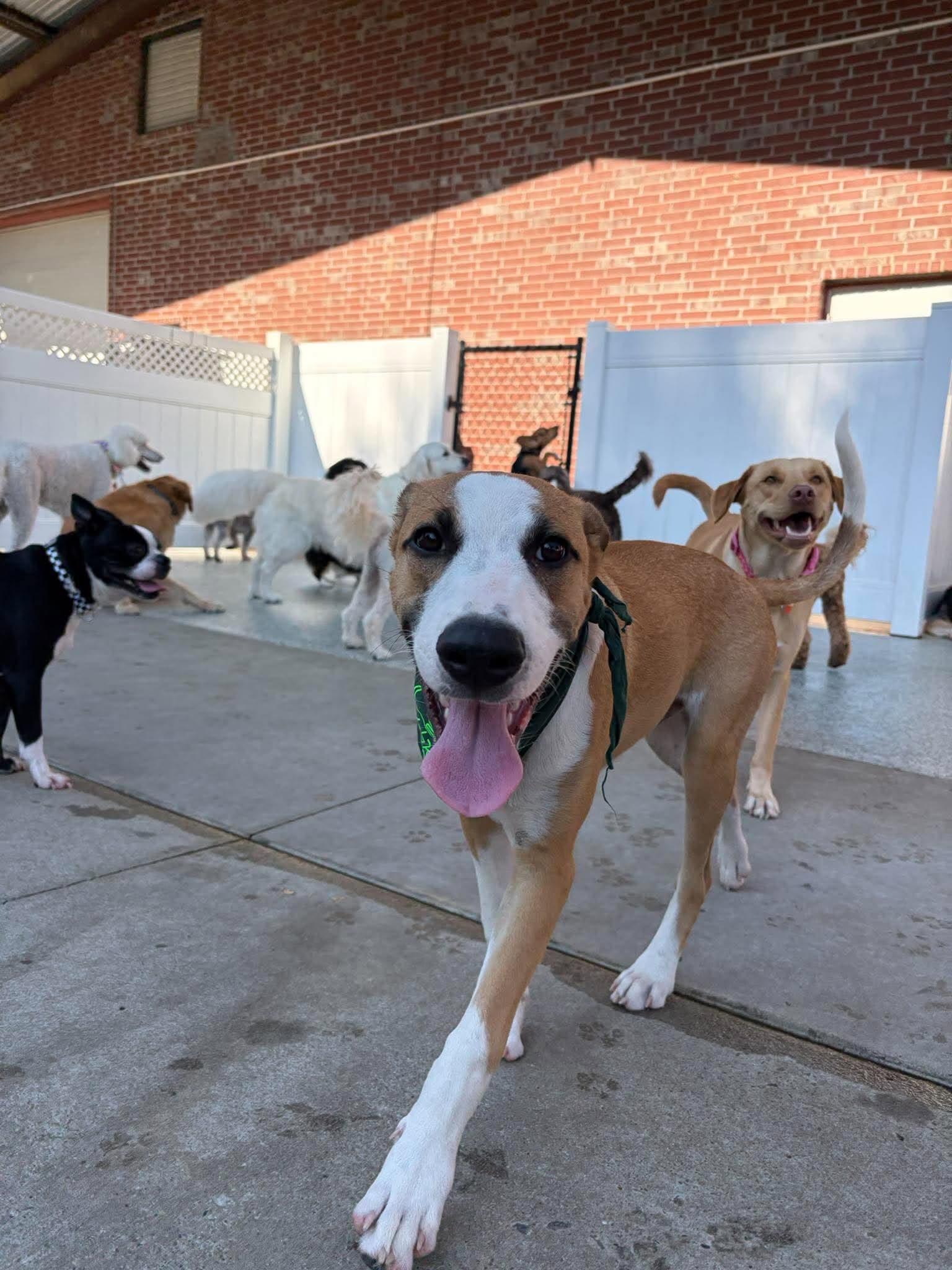 Enlarge Baylor, a Adoptable Mixed Breed in Northwood, NH image 5/5