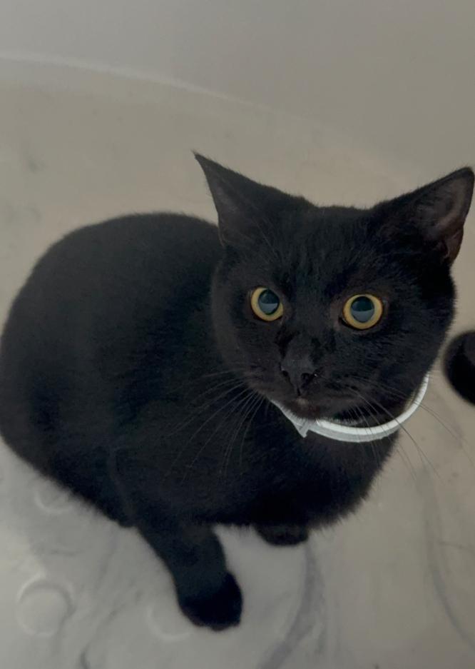 Enlarge Thunder, a Adoptable Domestic Short Hair in Clarksville, TN image 1/6