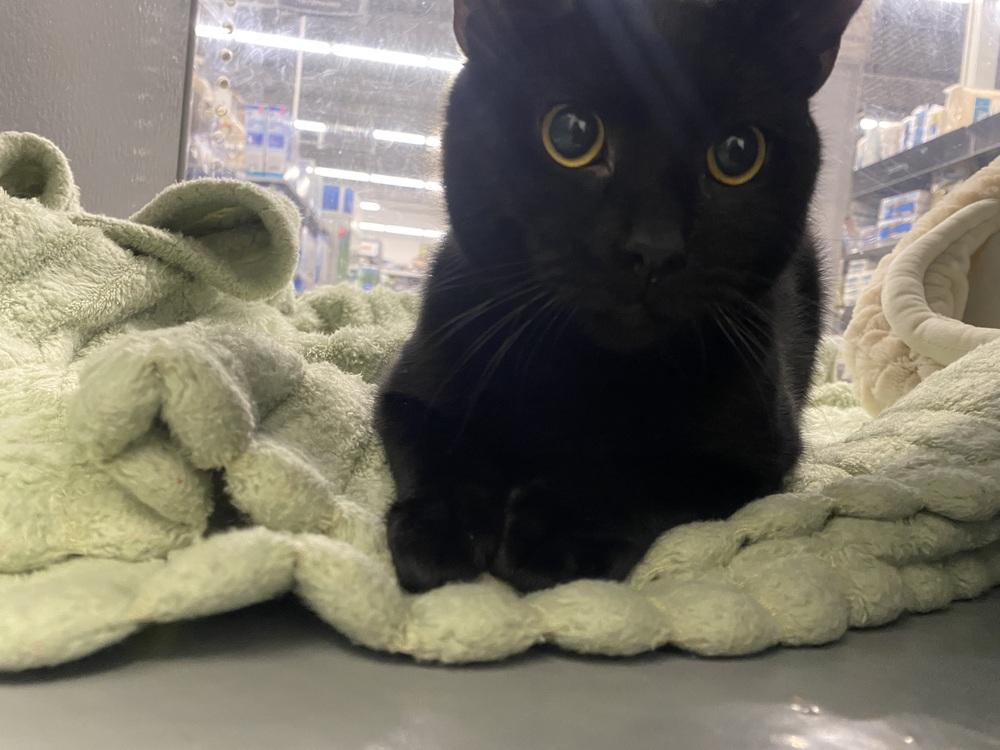 Enlarge Thunder, a Adoptable Domestic Short Hair in Clarksville, TN image 3/6