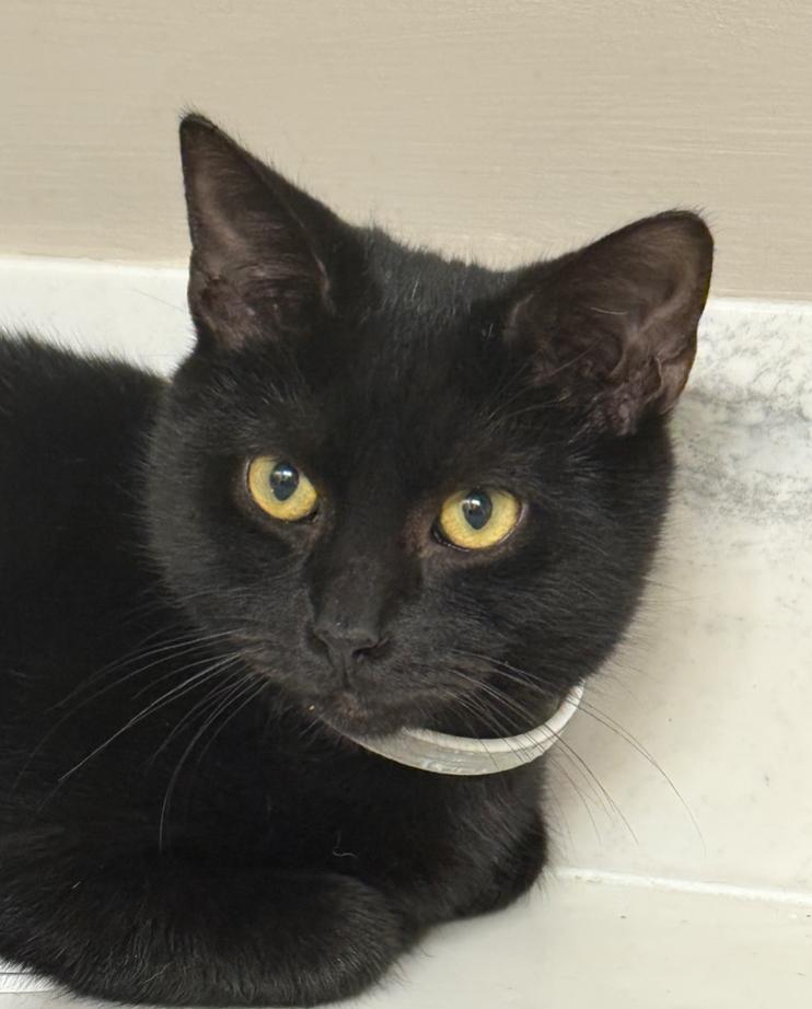 Enlarge Thunder, a Adoptable Domestic Short Hair in Clarksville, TN image 5/6