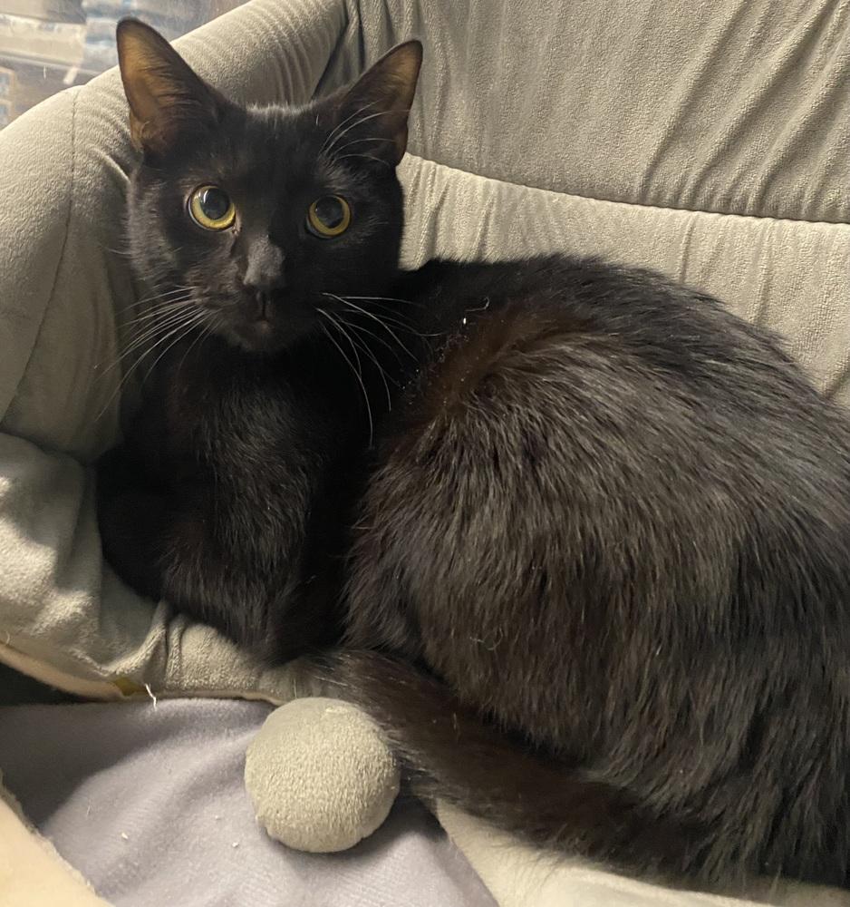 Enlarge Thunder, a Adoptable Domestic Short Hair in Clarksville, TN image 6/6