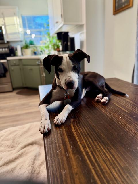 Olive, Adoptable, Young Female Italian Greyhound.