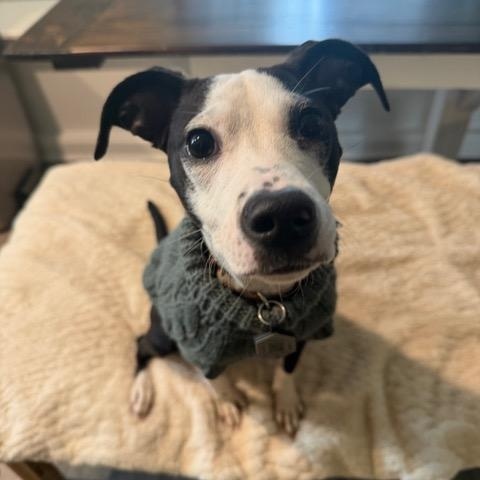 Enlarge Olive, a Adoptable mixed breed in Edgewater, MD image 2/5
