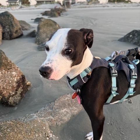 Enlarge Olive, a Adoptable mixed breed in Edgewater, MD image 5/5