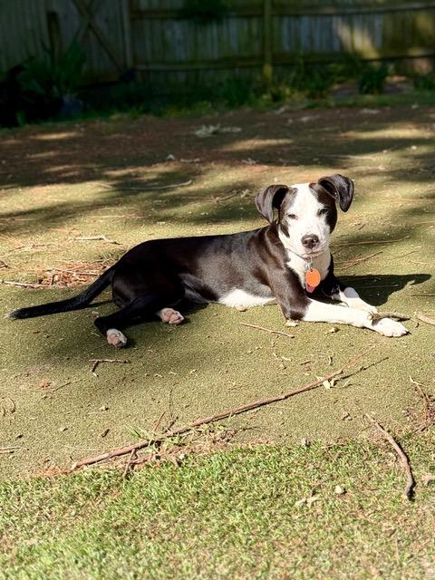 Enlarge Olive, a Adoptable mixed breed in Edgewater, MD image 3/5
