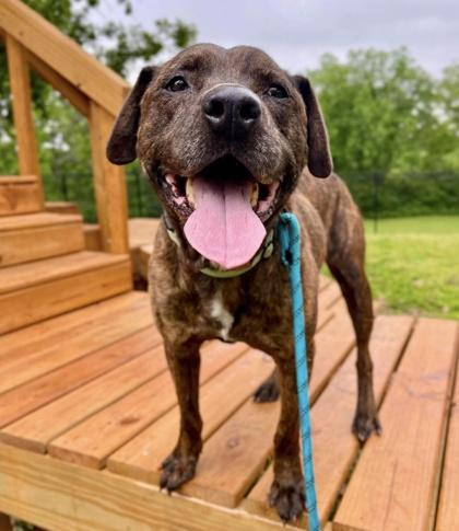 Whopper, Adoptable, Senior Male Pit Bull Terrier & Mixed Breed.