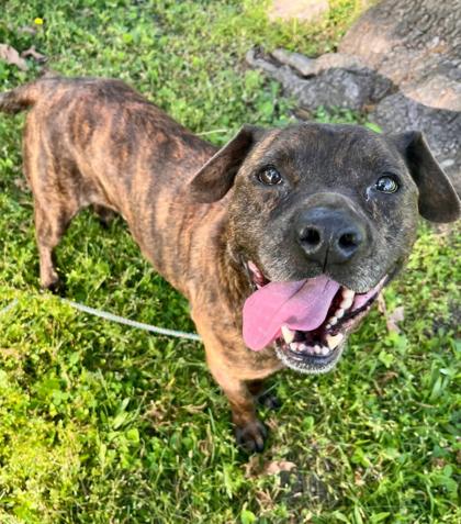 Enlarge Whopper, a Adoptable mixed breed in Kansas City, MO image 2/3