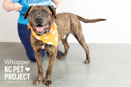 Enlarge Whopper, a Adoptable mixed breed in Kansas City, MO image 3/3