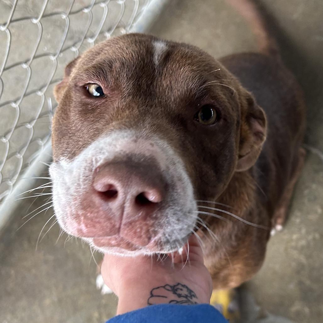 Paulette, a Adoptable mixed breed in West Point, MS image 1/6