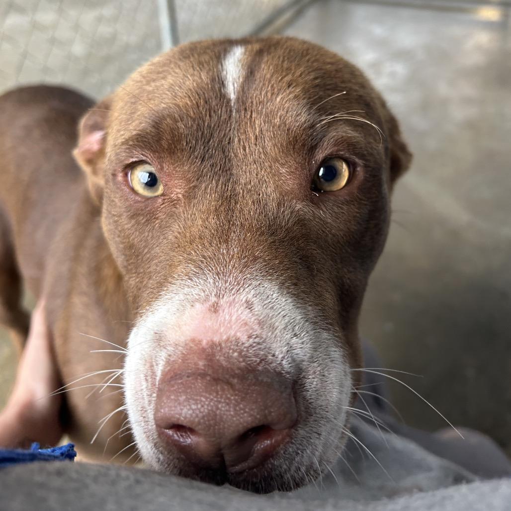 Paulette, a Adoptable mixed breed in West Point, MS image 3/6