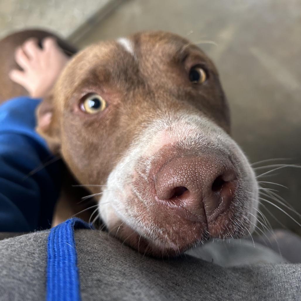 Paulette, a Adoptable mixed breed in West Point, MS image 4/6