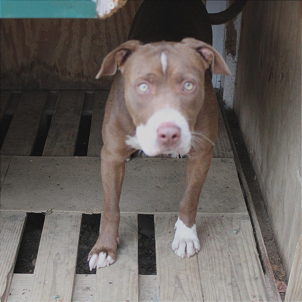 Paulette, a Adoptable mixed breed in West Point, MS image 5/6