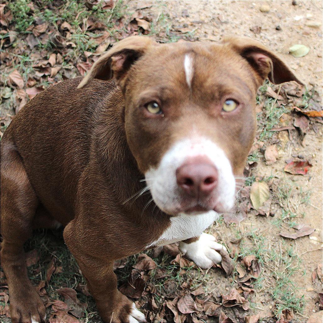 Paulette, a Adoptable mixed breed in West Point, MS image 6/6