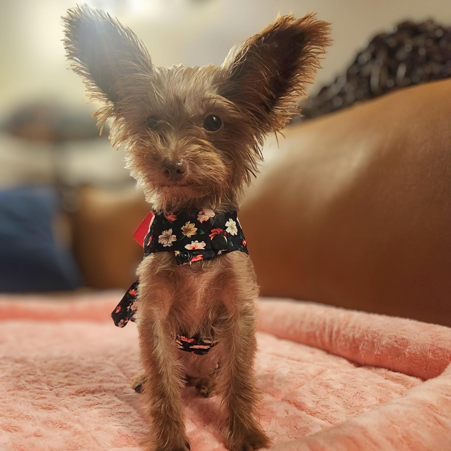 Enlarge Dolly, a Adopted Yorkshire Terrier in Austin, TX image 3/6