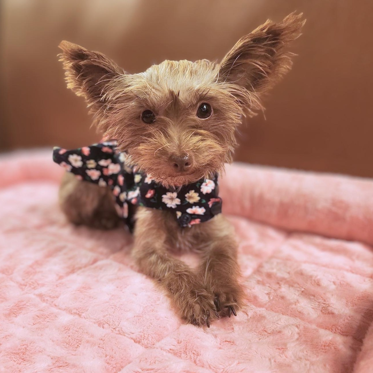 Enlarge Dolly, a Adopted Yorkshire Terrier in Austin, TX image 4/6