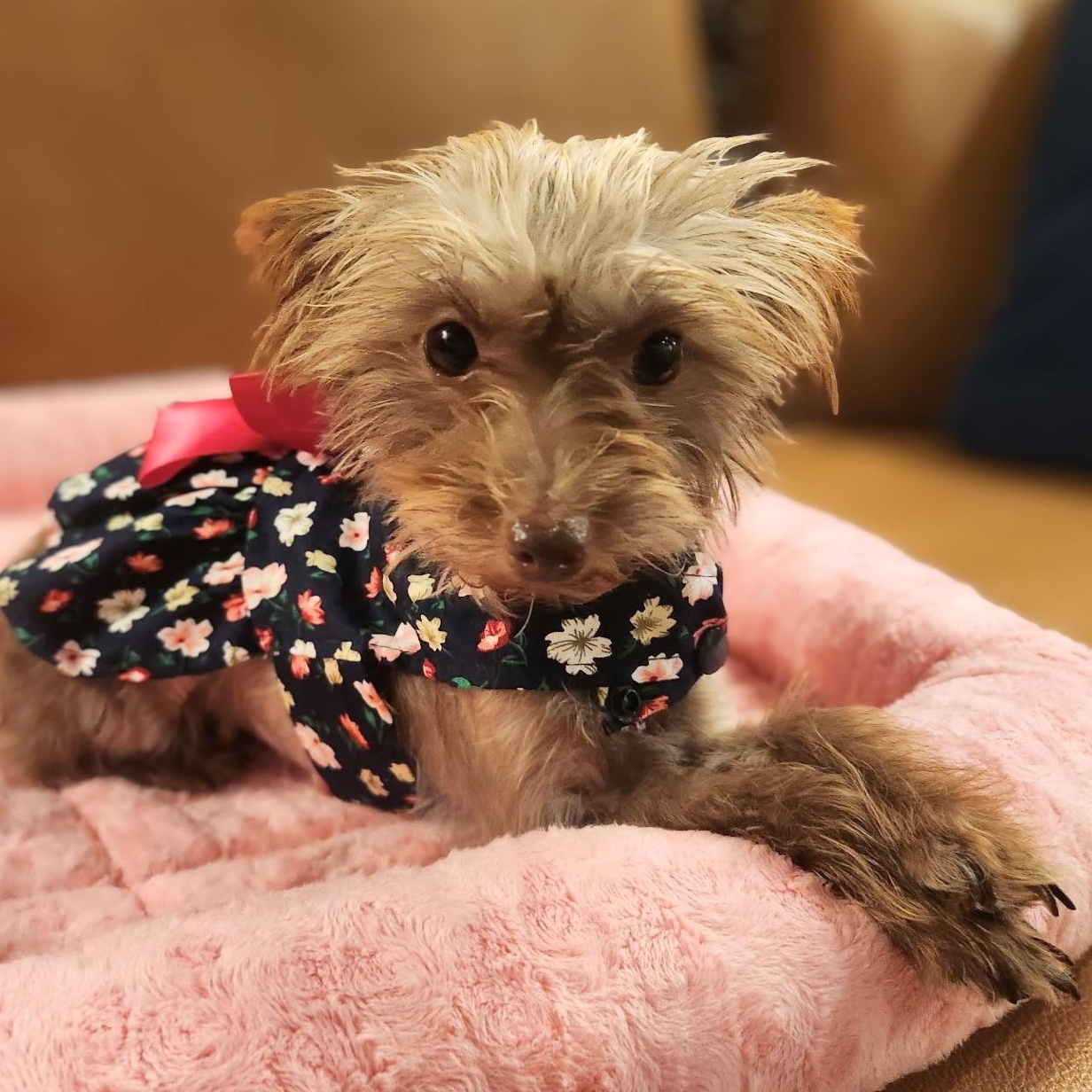 Enlarge Dolly, a Adopted Yorkshire Terrier in Austin, TX image 5/6