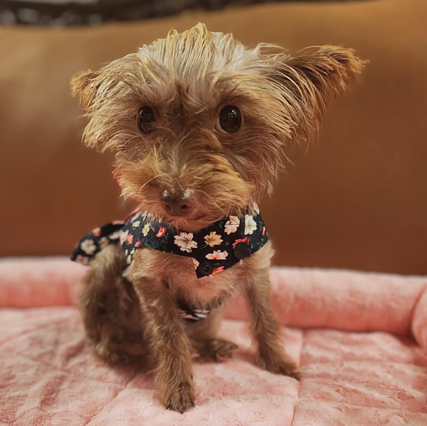 Enlarge Dolly, a Adopted Yorkshire Terrier in Austin, TX image 1/6