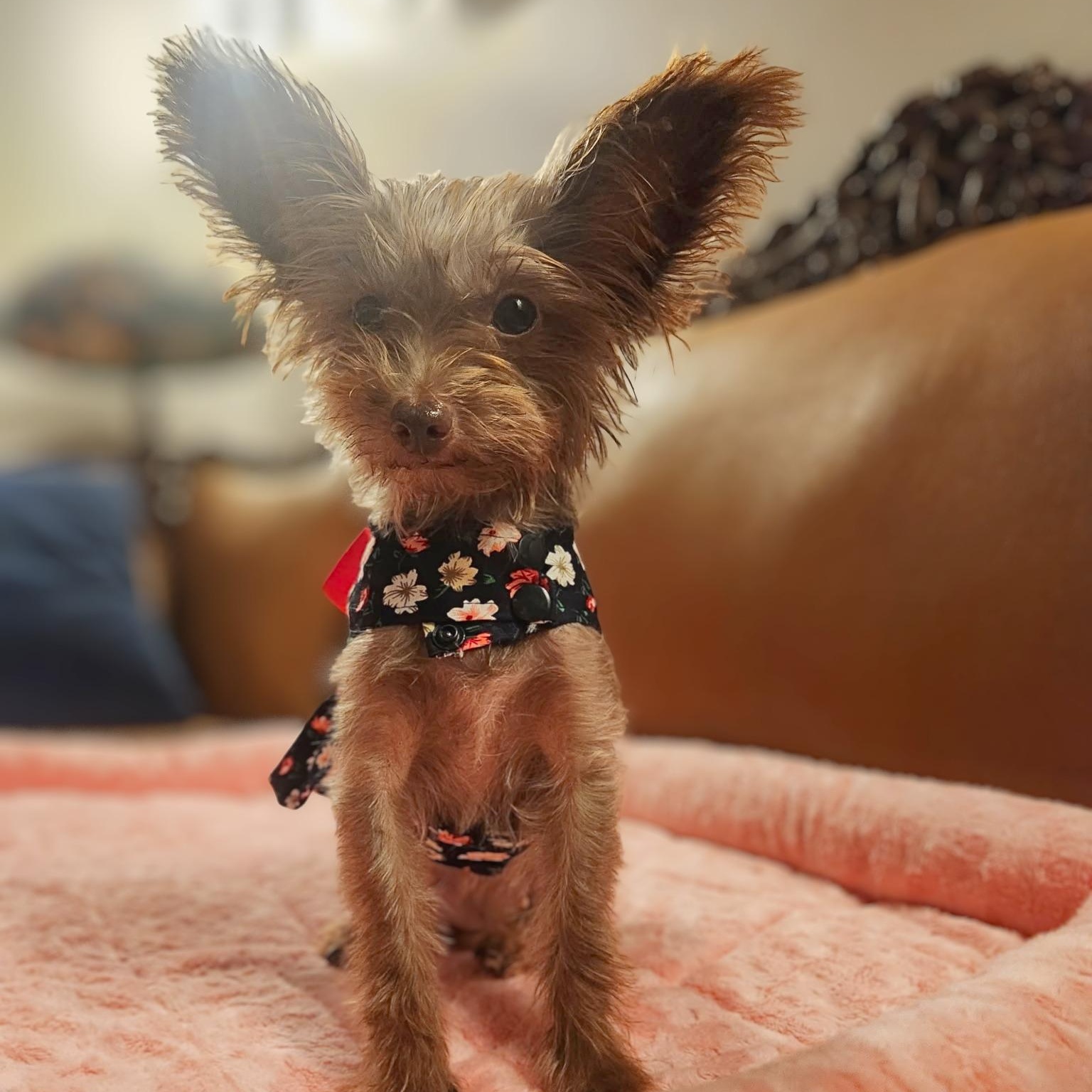 Enlarge Dolly, a Adopted Yorkshire Terrier in Austin, TX image 6/6