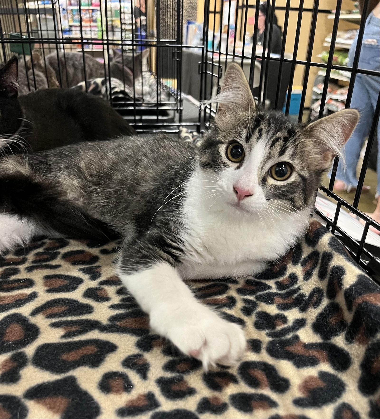 Ora, Adoptable, Young Female Domestic Medium Hair.